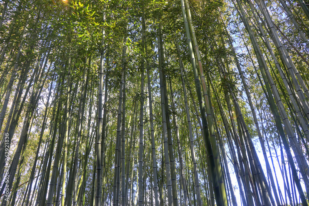 Fototapeta premium Yokkaichi, Japan