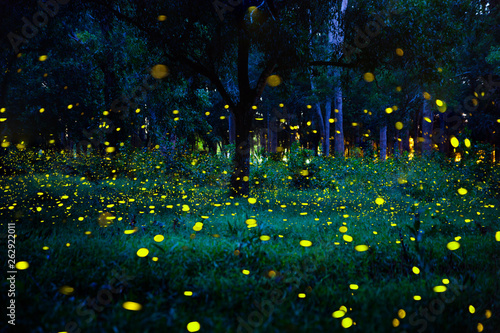 Firefly flying in the forest. Fireflies in the bush at night in Prachinburi Thailand. Long exposure photo. photo