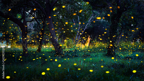 Firefly flying in the forest. Fireflies in the bush at night in Prachinburi Thailand. Long exposure photo. © VR Studio