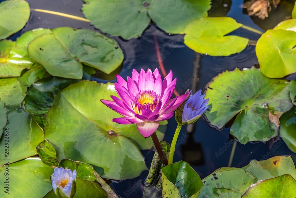 ハスの花