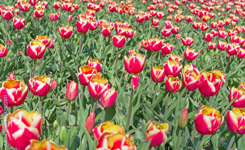 Beautiful tulips field