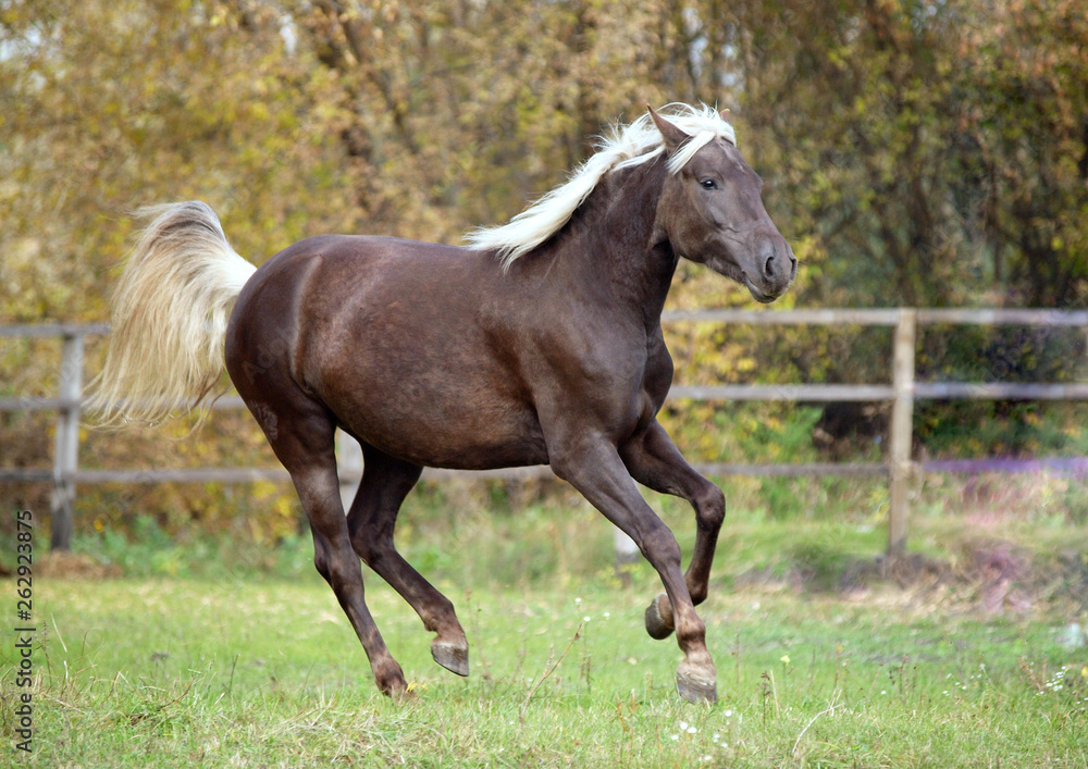 Obraz premium The beautiful pony of original color frolics in green paddock