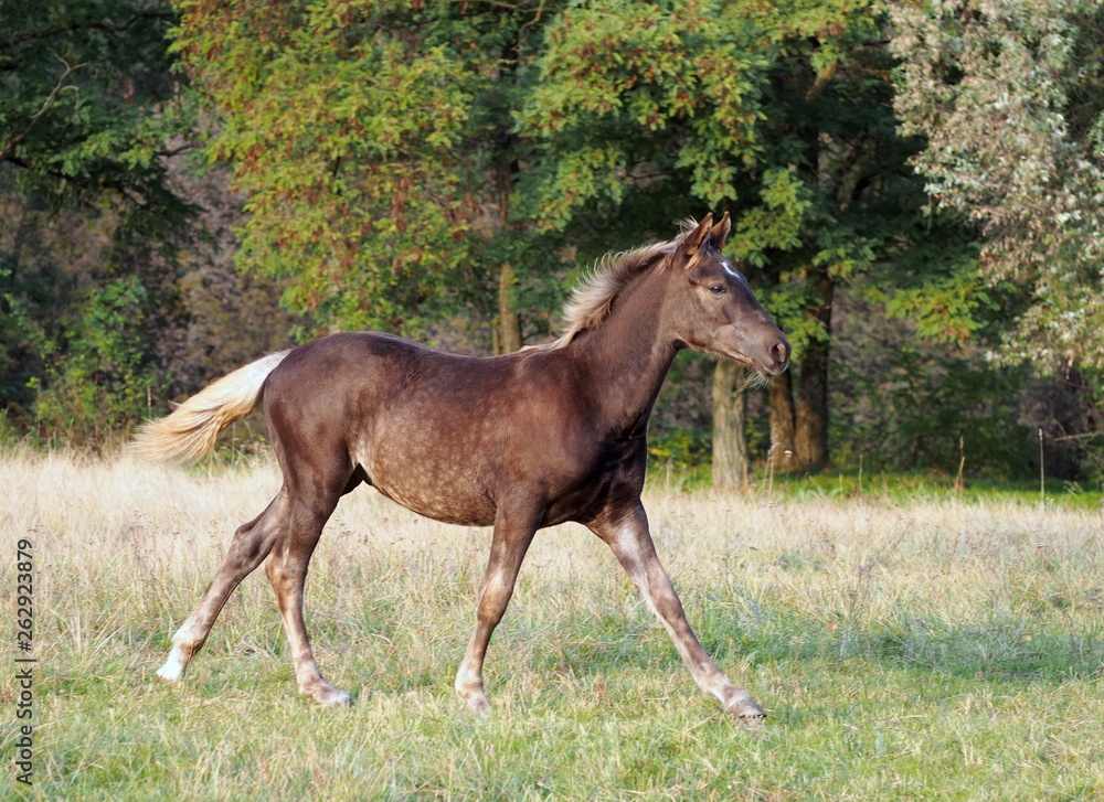 The warmblood foal of silvery-black color runs on a meadow The warmblood foal of silvery-black color runs on a meadow