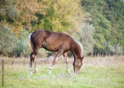The beautiful foal of silvery-black color  grazing on a meadow