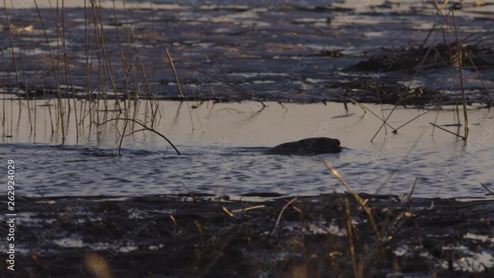 Beaver swimming in calm lake water at dawn and dusk Beaver swimming in calm lake water at dawn and dusk