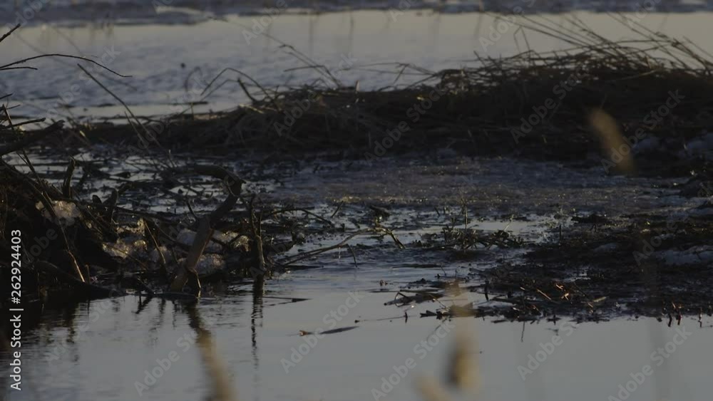 Beaver swimming in calm lake water at dawn and dusk Beaver swimming in calm lake water at dawn and dusk