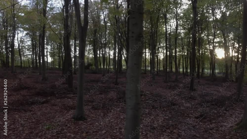Drone view flying sideways through a forest of tall trees at sunset in autumn Drone view flying sideways through a forest of tall trees at sunset in autumn