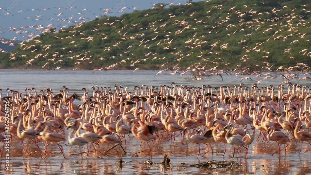 pink flamingos taking flight at lake bogoria, kenya