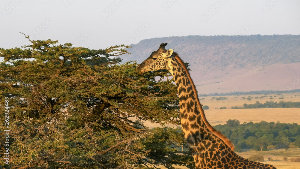 Obraz premium giraffe feeding with oloololo escarpment masai mara in the distance
