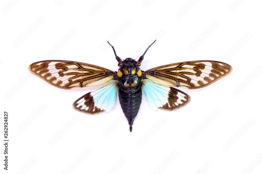 Obraz premium Cicada : Butterfly cicadas with broad multicolor wings. Blue butterfly-wings cicada (Distantalna splendida) is a cicada species from southeast Asia (Thailand, Myanmar and India) Isolated on white.