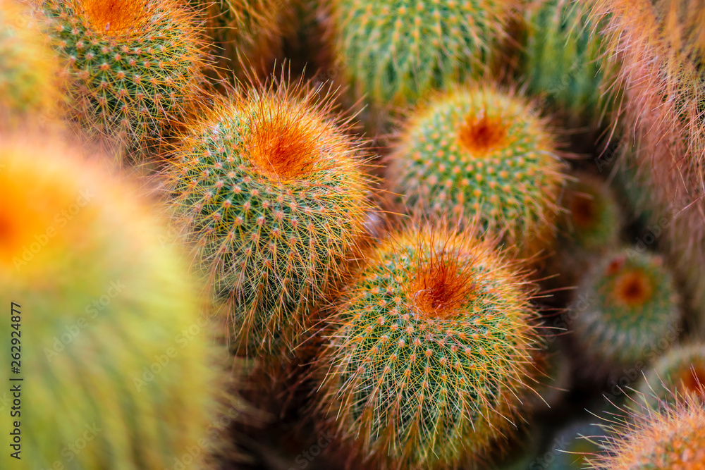 Group of cactuses with long, slender prickles, dense thickets of cactus, overhead view, background. Group of cactuses with long, slender prickles, dense thickets of cactus, overhead view, background.