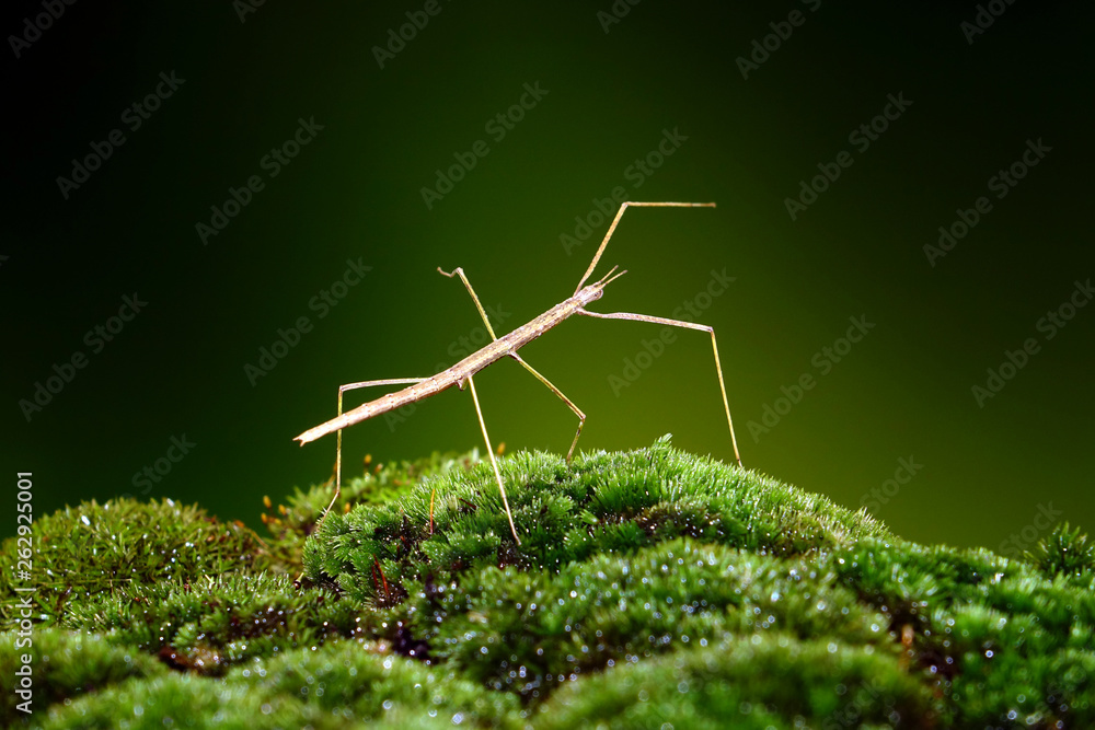 Stick insect or Phasmids (Phasmatodea or Phasmatoptera) also known as