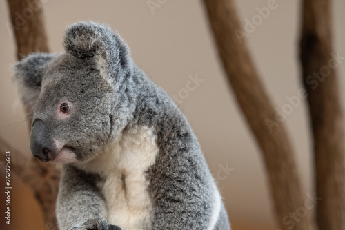 Close up of Koala Bear or Phascolarctos cinereus, sitting on branch looking to left