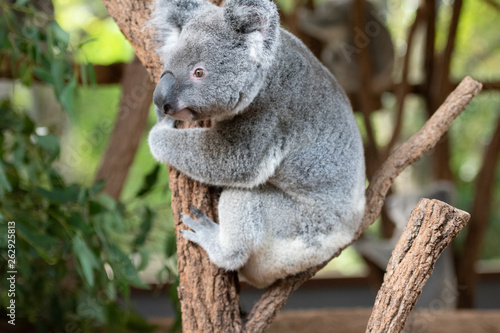 Close up of Koala Bear or Phascolarctos cinereus, climbing tree branch looking down