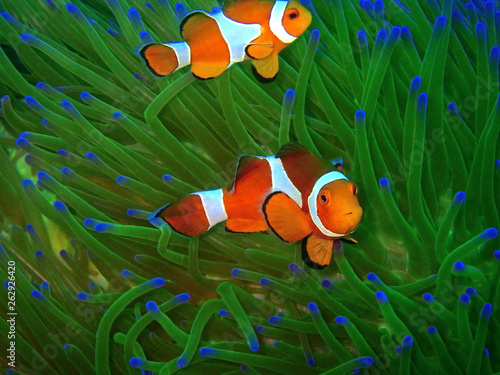 Closeup and macro shot of Western Clown fish or Anemonefish during leisure dive underwater in Sabah, Borneo. photo