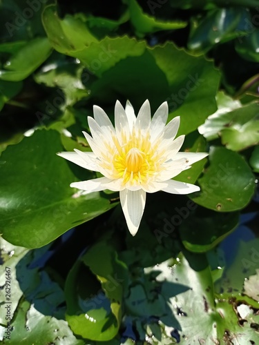 Purple lotus and bee at the pool in the backyard of Thailand14