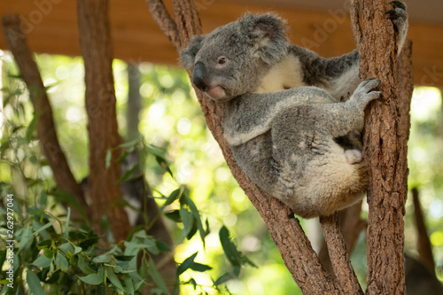 Fototapeta Naklejka Na Ścianę i Meble -  Close up of Koala Bear or Phascolarctos cinereus, sitting high up in branch and leaning back on another branch