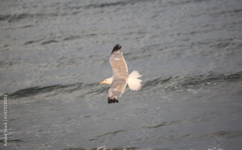 bird sea gull in summe photo