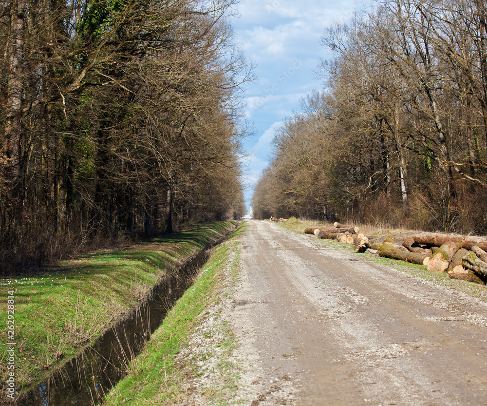 road in the forest road in the forest
