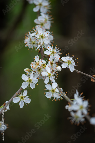 delicately flowering fruit tree