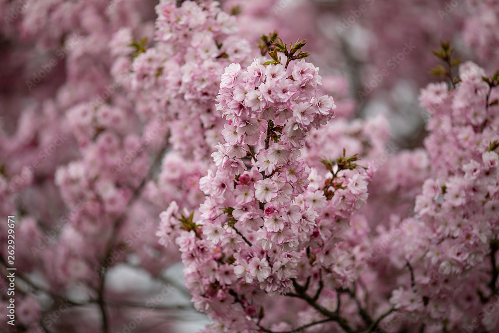 sea of pink blossoms in april