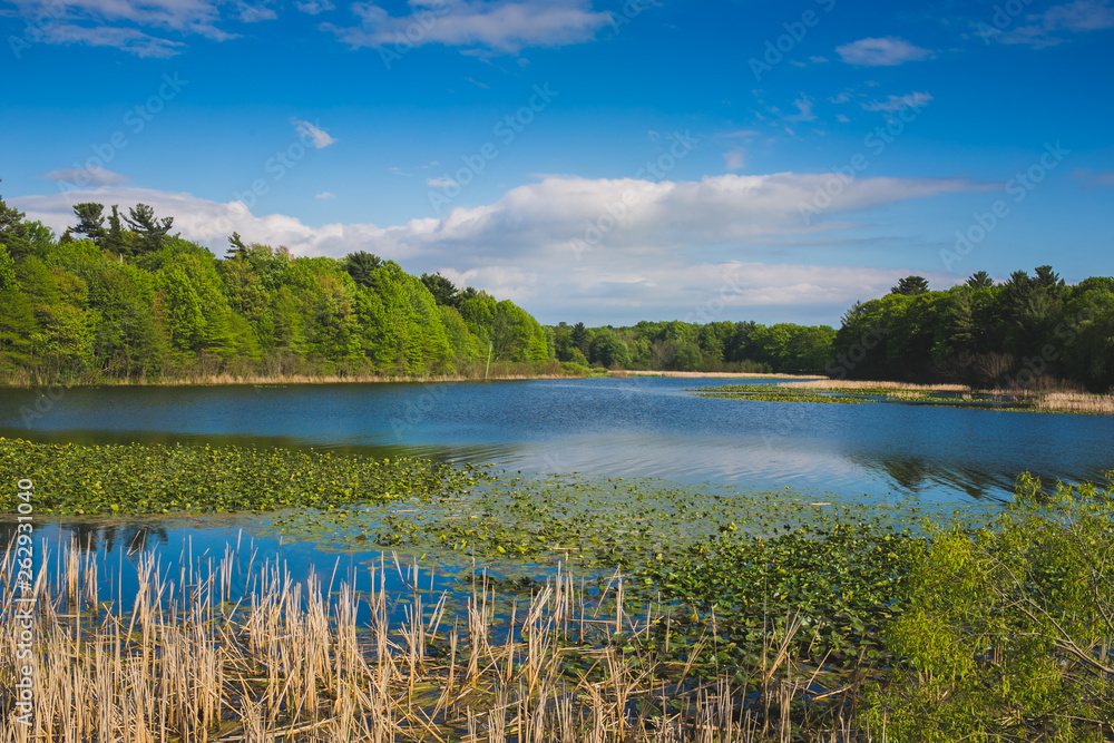 Fototapeta premium tree swamp lilly pad