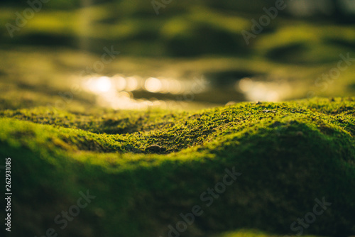 Beautiful green moss on stones near the sea