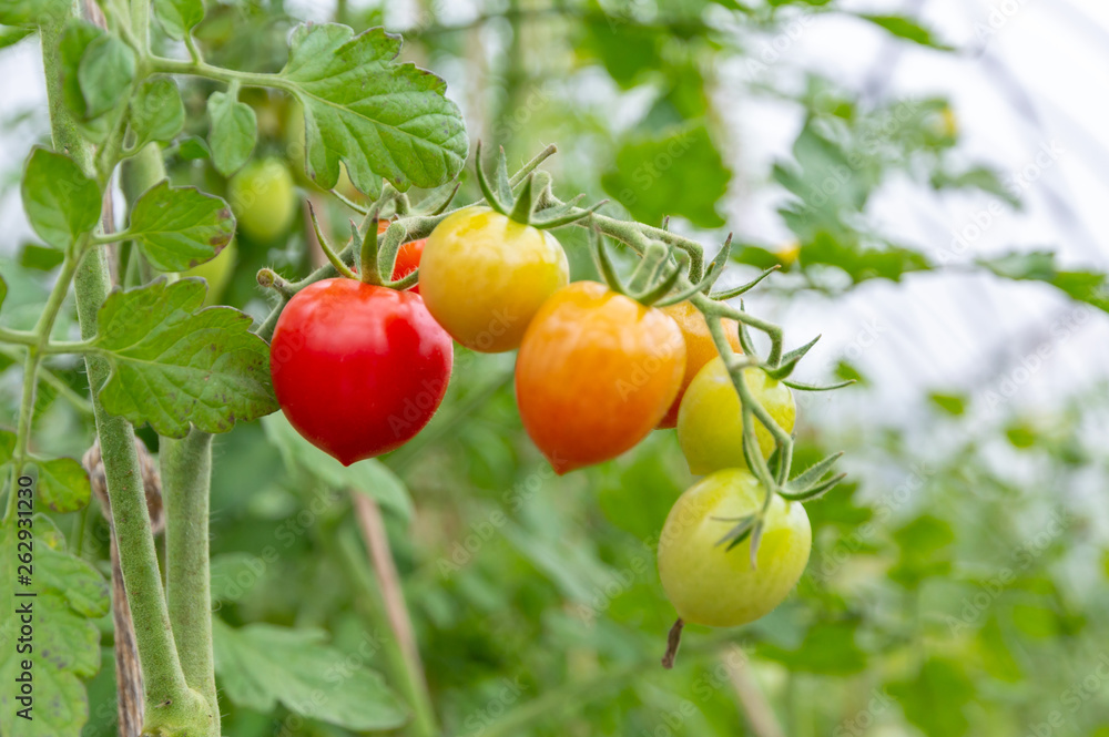 organic tomatoes - several ripening fruits on the background of greenhouse rows of plants, short focus