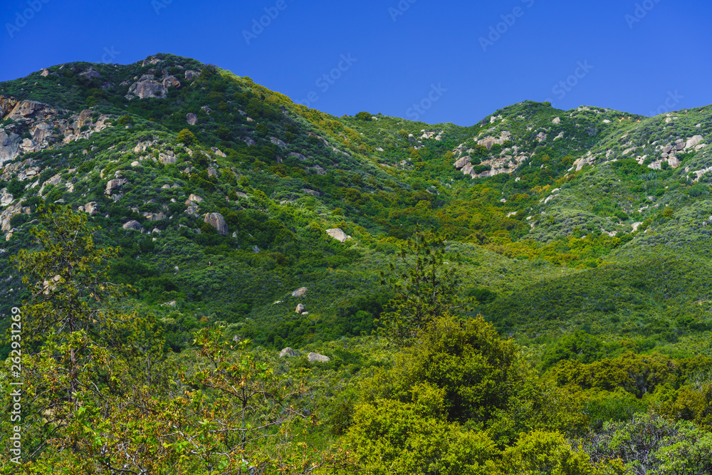 Fototapeta premium mountain tree hiking