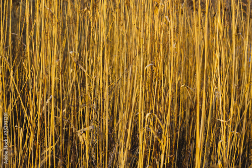Wallpaper Mural reed stalk yellow Torontodigital.ca
