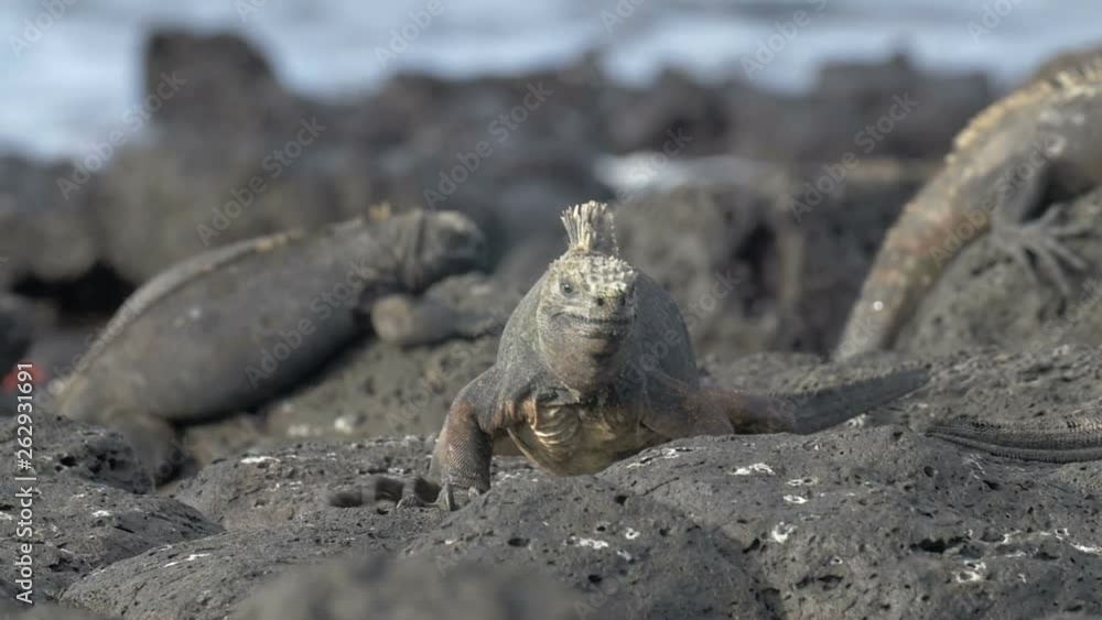 Marine Iguana Galapagos on Rocks Marine Iguana Galapagos on Rocks