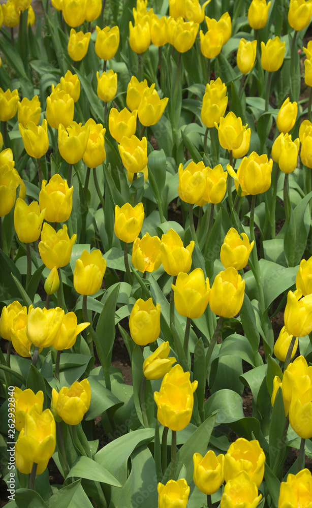 Yellow Tulips / yellow tulips in the garden Yellow Tulips / yellow tulips in the garden