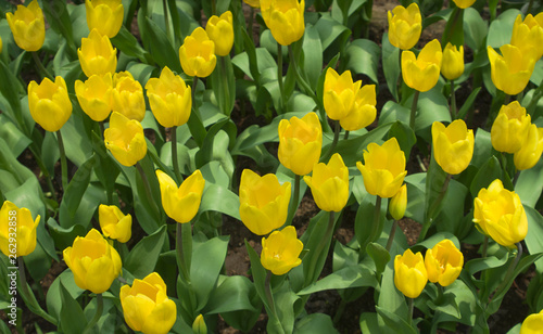 Yellow Tulips  / yellow tulips in the garden