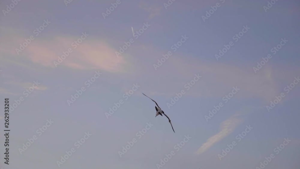 Seagull flying before Sunset in Santa Monica Beach, LA, CA Seagull flying before Sunset in Santa Monica Beach, LA, CA