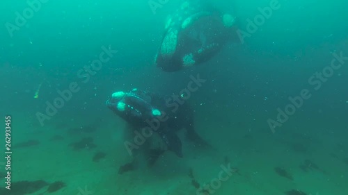 Wallpaper Mural whales mother and calf in shalow clear water underwater shot slowmotion Torontodigital.ca