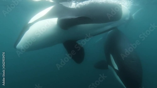 two orcas coming right to the camera blowing bubbles underwater shot SLOWMOTION photo