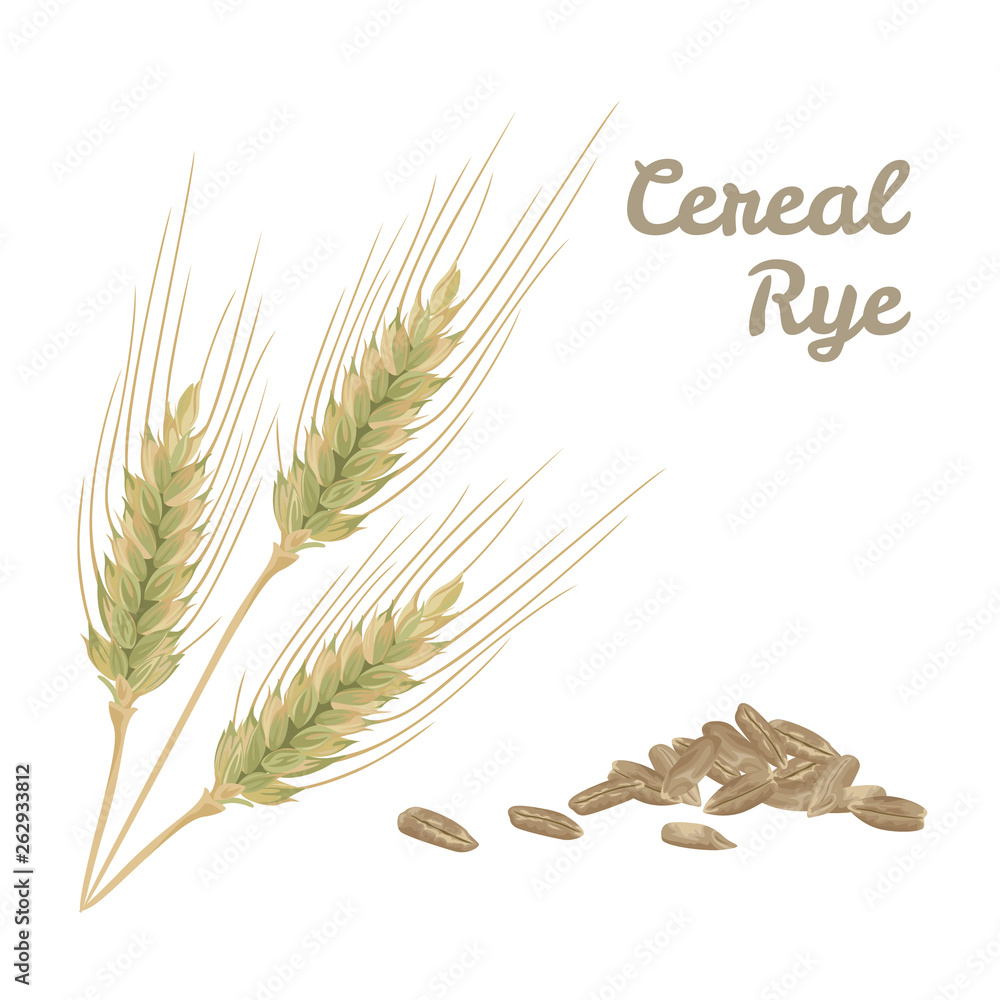 Ears of rye and pile of grains isolated on white background. Vector ...