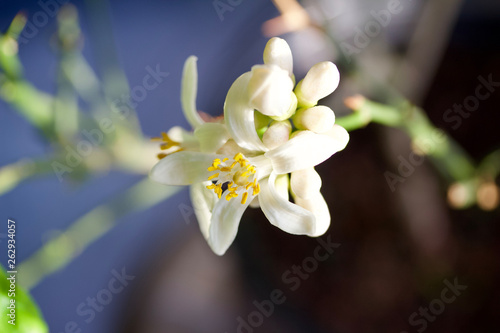 Macro view of fresh blossoms on an indoor Meyer lemon tree