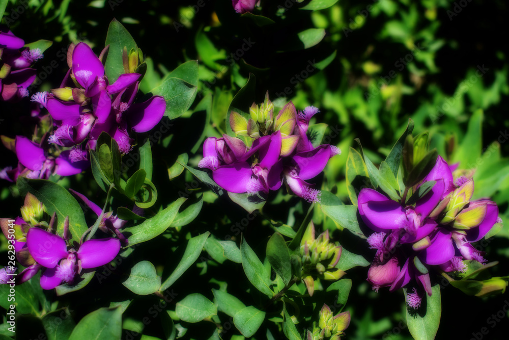 Purple Flowers in Springtime Purple Flowers in Springtime