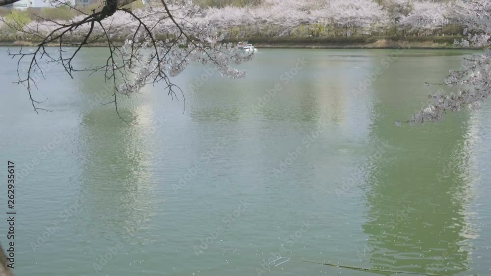 Camera tilt up from water to reveal waterfront pink leaves of cherry blossom canopy at Seokchon lake in Seoul, South Korea Camera tilt up from water to reveal waterfront pink leaves of cherry blossom canopy at Seokchon lake in Seoul, South Korea