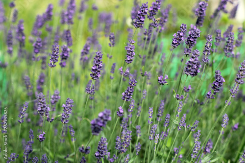 lavender flowers in nature