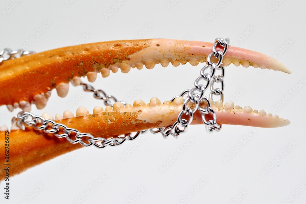 カニのハサミに巻きついた鎖 Stock Photo Adobe Stock