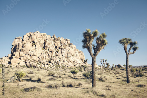 Color toned picture of Joshua Tree National Park scenery, California, USA.