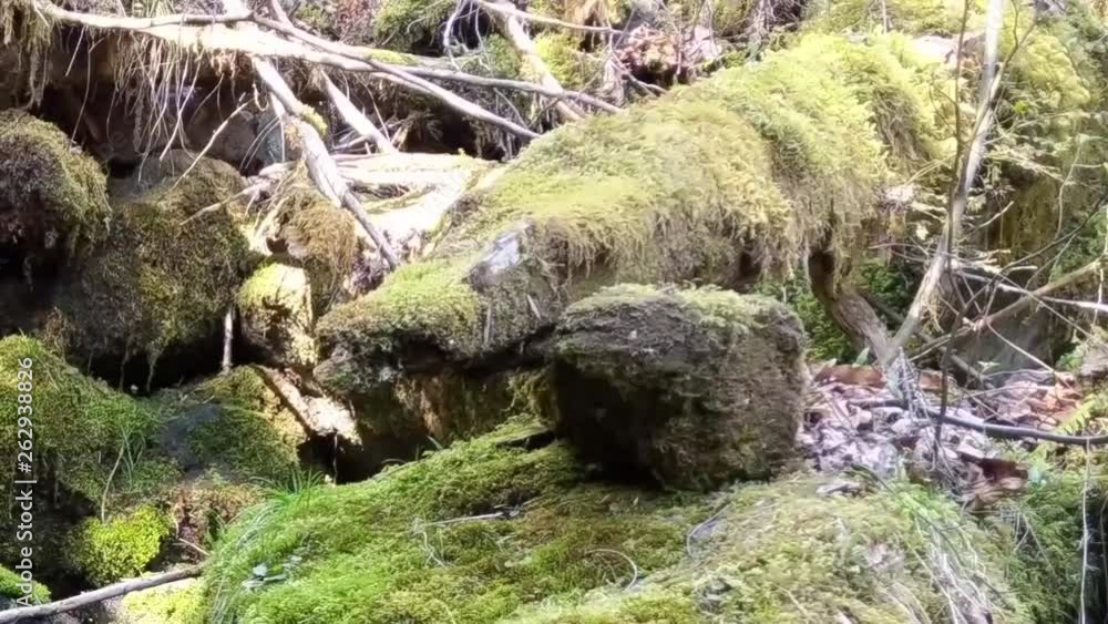 Water cascading over moss covered rocks in a mountain stream on a warm spring day Water cascading over moss covered rocks in a mountain stream on a warm spring day
