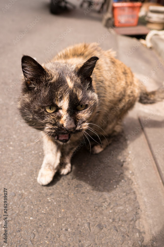 Fototapeta premium A dirty cat