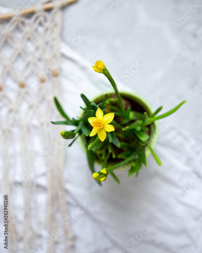 Spring background with copy space, easter daffodils, bouquet on  table.