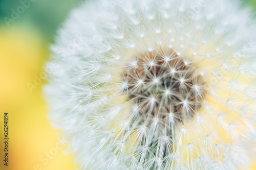                dandelion