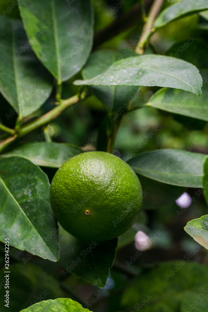Green limes on a tree. Lime is a hybrid citrus fruit, which is typically round.
