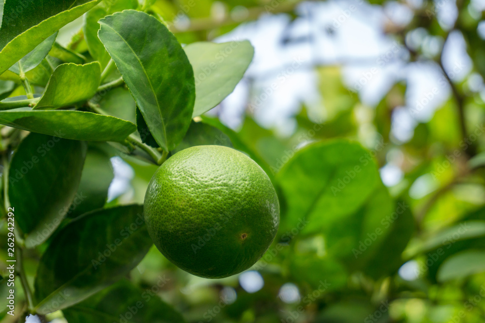 Green limes on a tree. Lime is a hybrid citrus fruit, which is typically round.