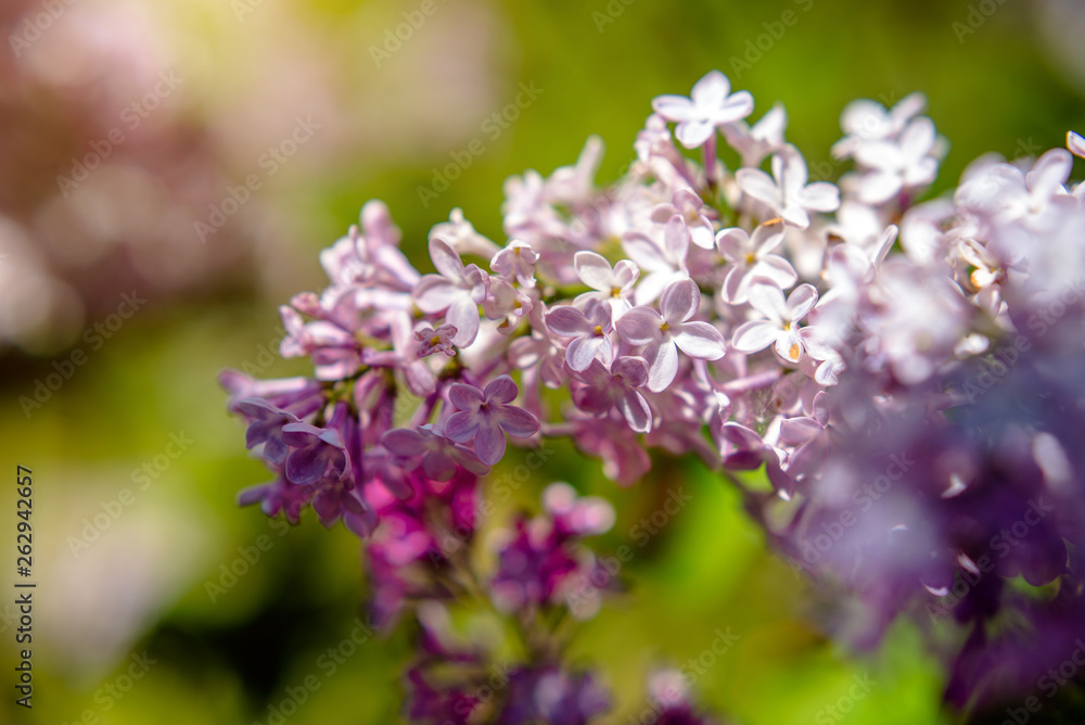 Fototapeta premium Pink lilac blooms in the Botanical garden 